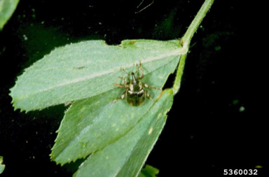 Adult weevil